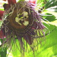 Passiflora quadrangularis L.